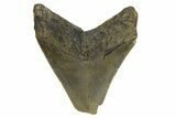 Bargain, Fossil Megalodon Tooth - Serrated Blade #296430-1